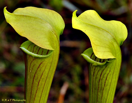 {Sarracenia alata}